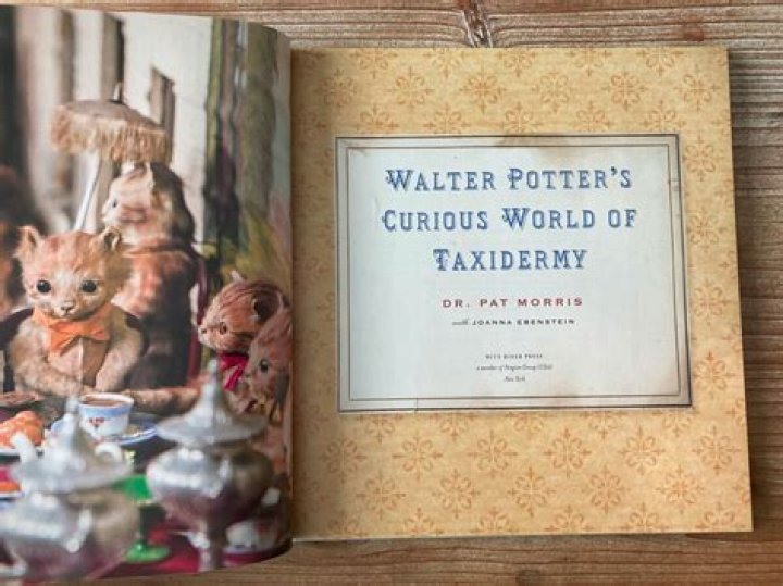 Unveiling The Curious World Of "Fetty Potter": Discoveries And Insights