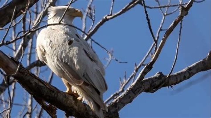 Unveiling The Enigmatic World Of Amerith Whiteeagle: Discoveries And Insights Await