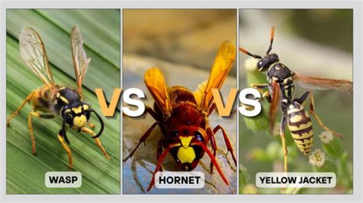 Unveiling The Secrets: Yellow Jackets' Nest-Reuse Behavior